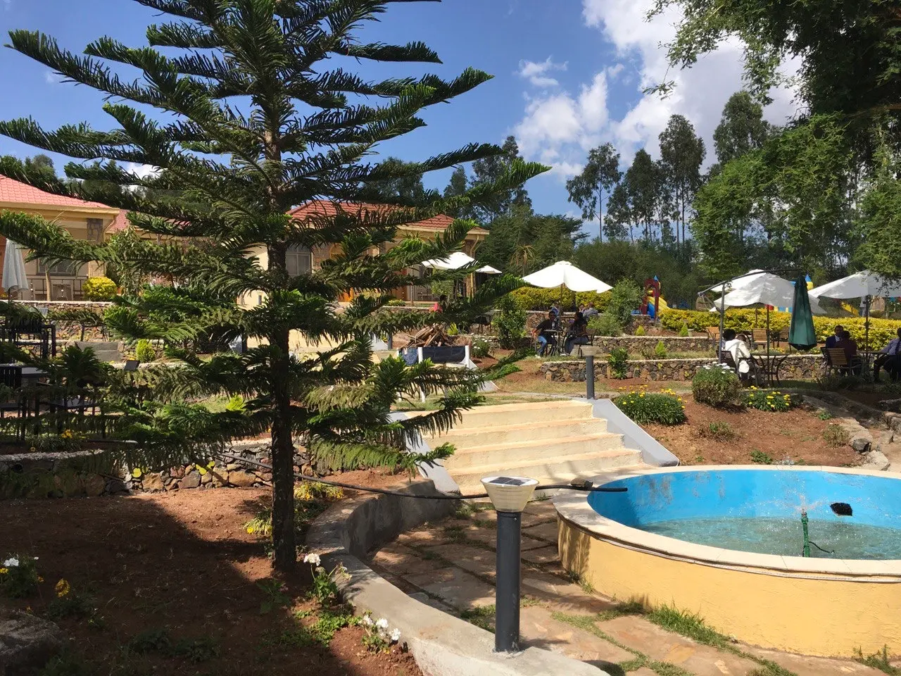 Garden steps leading to a round blue fountain pool beneath a tall pine